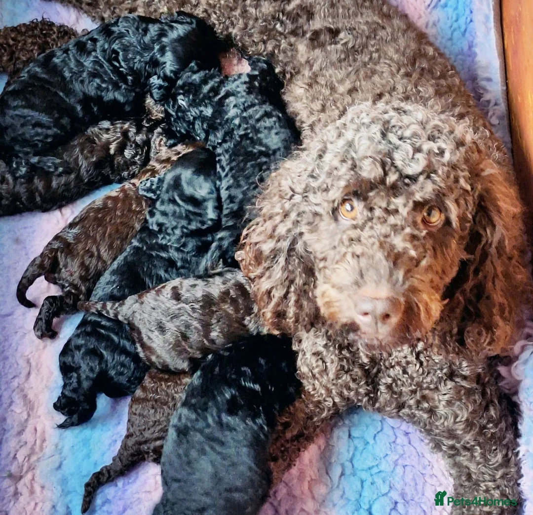 Labradoodle dogs for sale: Exceptional F7 Australian Double Doodle Puppies - Advert 7