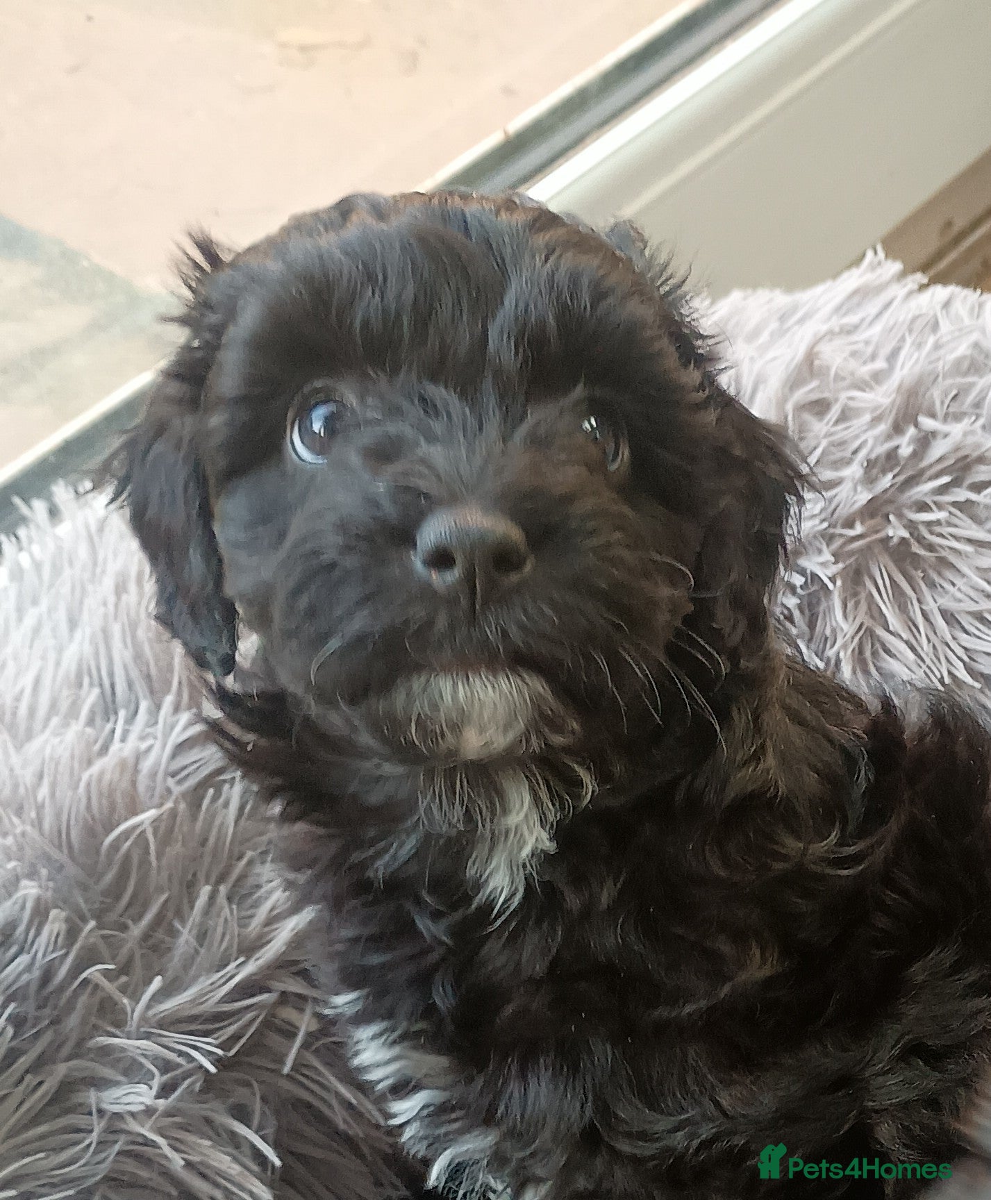 Toy Poodle dogs Toy poodle puppies  - Advert 2