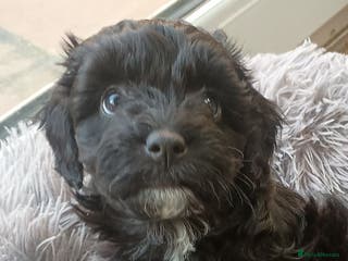 Toy Poodle dogs Toy poodle puppies - Advert 2