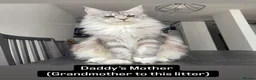 Maine Coon cats for sale: 💗RARE💗Imported lines, exceptional MC kittens😻⭐️ - Advert 11