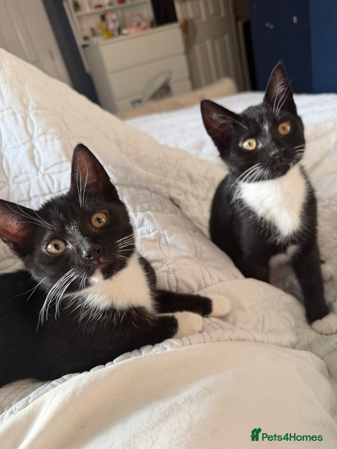 Domestic Shorthair cats for sale: X2 male kittens - Advert 1
