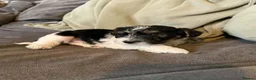 Mixed Breed dogs for sale: Fox terrier cross puppies - Advert 21