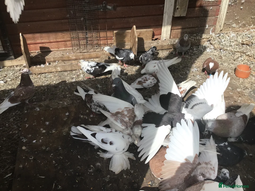 Pigeons birds for sale: Roller pigeons  in Hartlepool - Advert 8