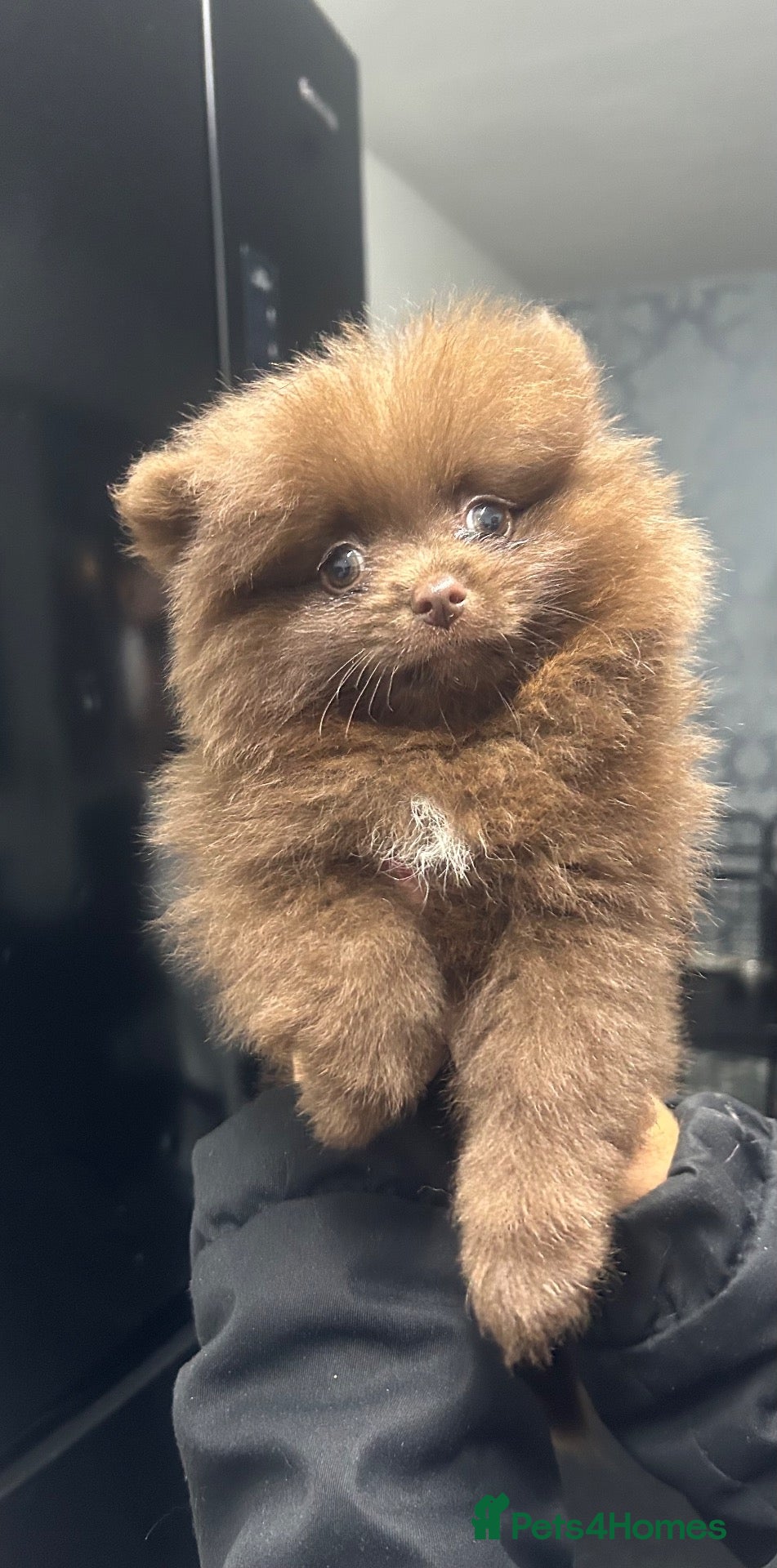 Pomeranian dogs *Reduced Full Pomeranians 6 puppies* - Advert 8