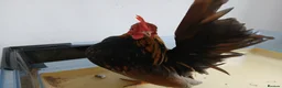 Chickens poultry for sale: 1 handsome serama Cockerell left  - Advert 3