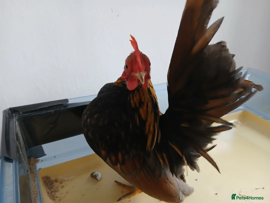Chickens poultry for sale: 1 handsome serama Cockerell left  - Advert 3