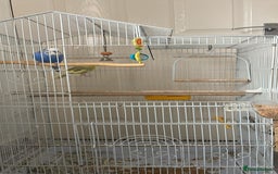 Budgerigars birds for sale: 2 Adult Budgies with Cage Male & Female - Image 4