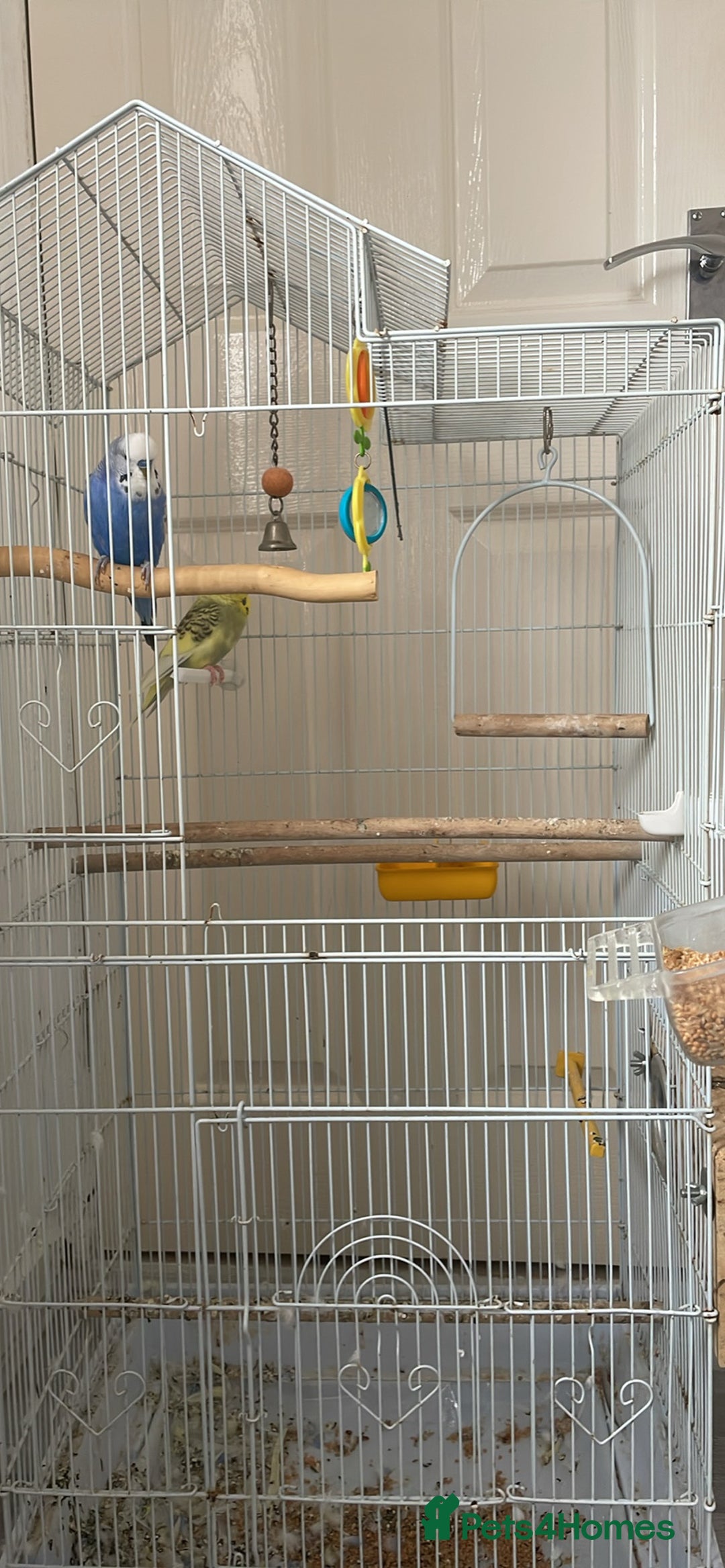 Budgerigars birds for sale: 2 Adult Budgies with Cage Male & Female - Image 4