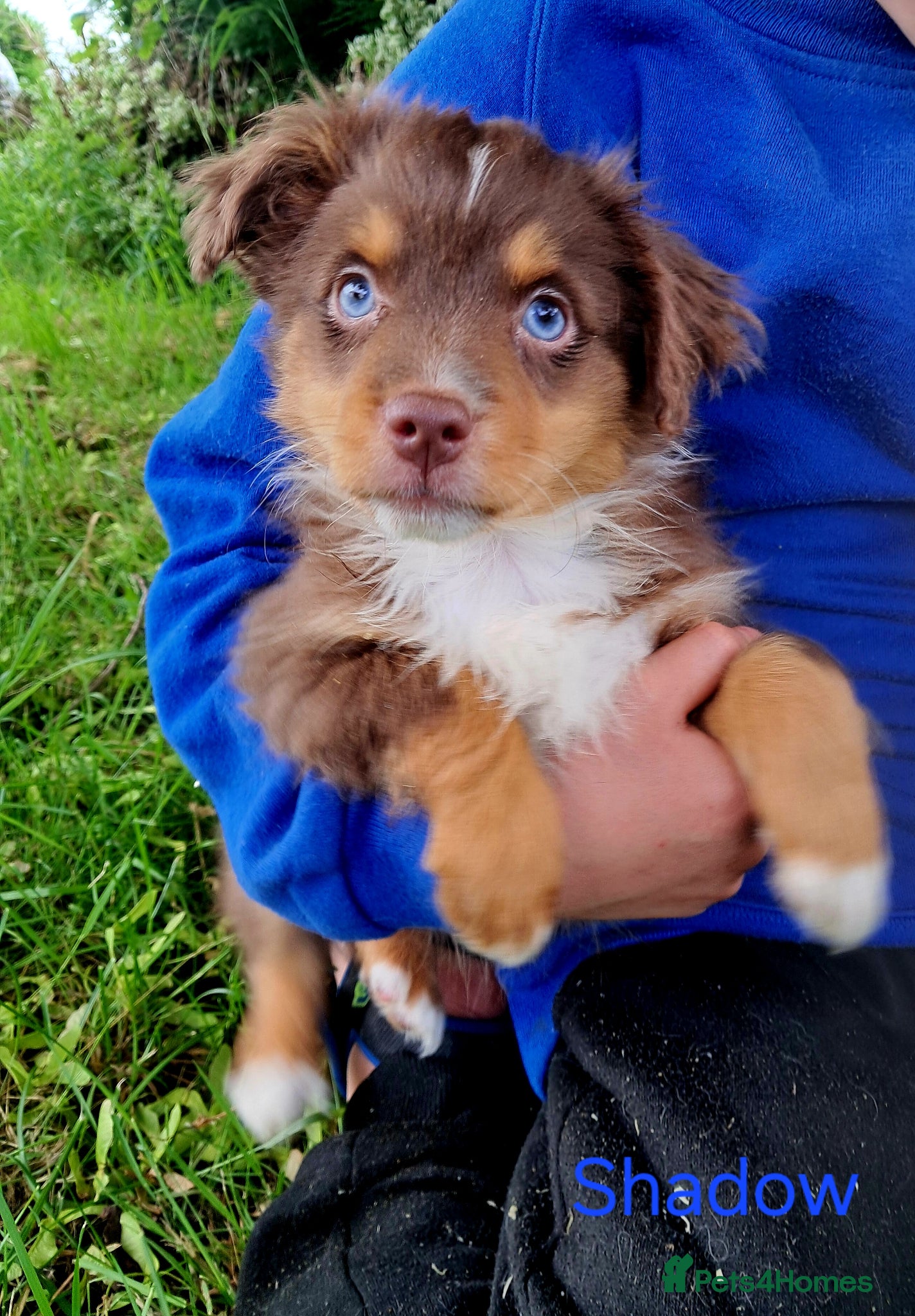 Miniature American Shepherd dogs Mini/Toy Australian Shepherd Pups Available now - Advert 1