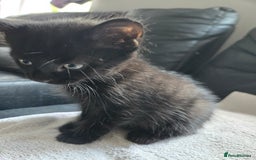 Mixed Breed cats for sale:  tabby kittens  - Image 11