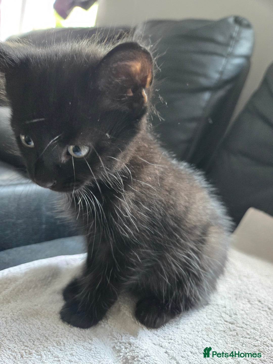 Mixed Breed cats for sale:  tabby kittens  - Image 11