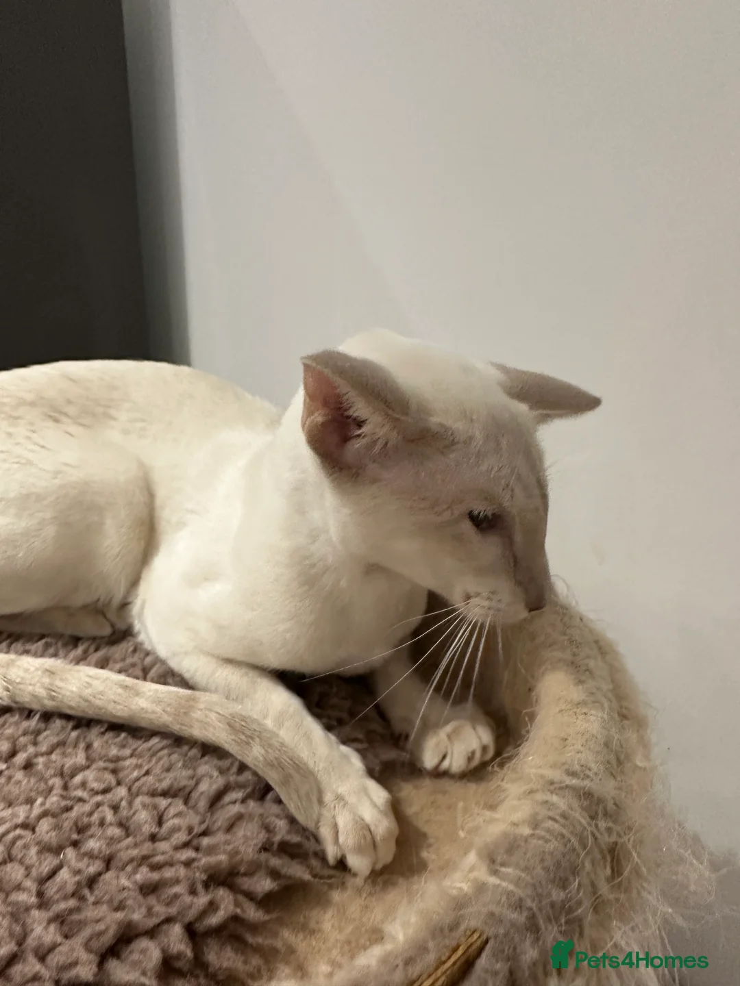 Siamese cats for sale: Gorgeous Tabby Point Male - Active Register - Advert 2