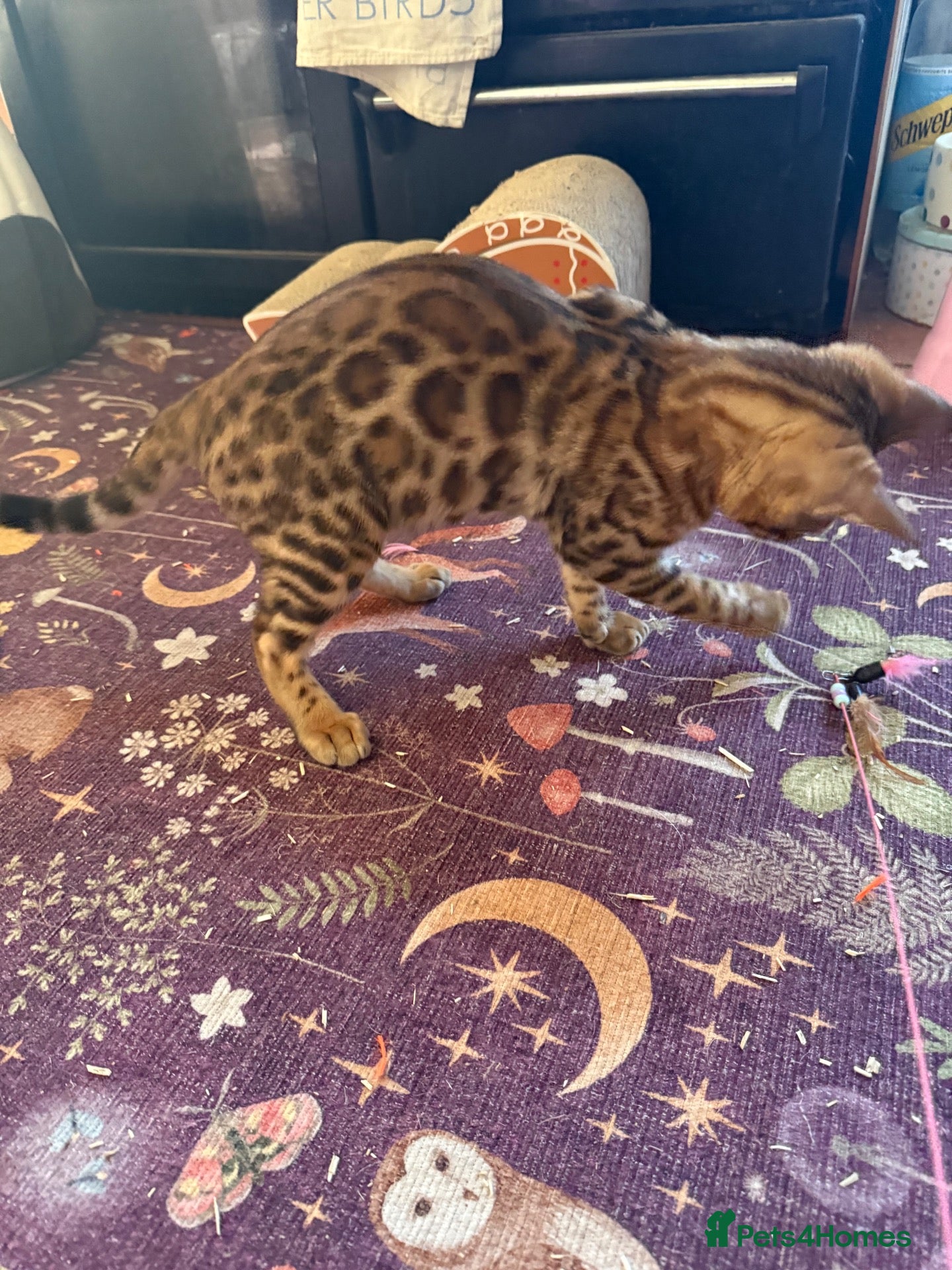 Bengal cats Last 💙 Male TICA 🐆 Bengal kitten - Advert 9