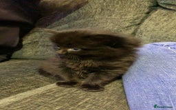 Maine Coon cats for sale: 2 Maine coon cross kittens - Advert 13