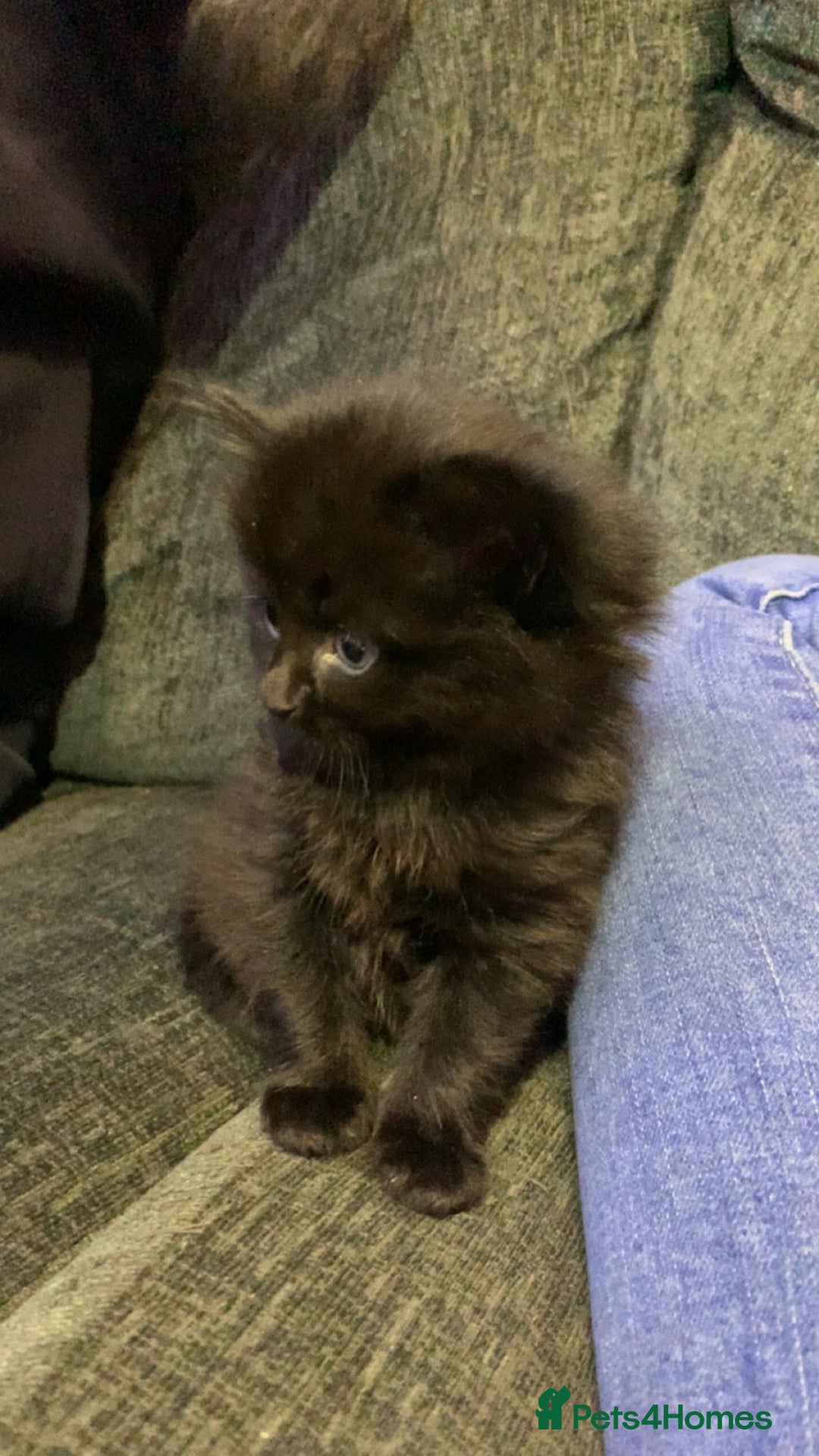 Maine Coon cats for sale: 2 Maine coon cross kittens - Advert 13