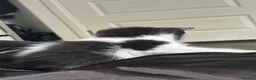 Ragdoll cats for sale: Kittens (Ragdoll and Tabby mix) - Advert 15