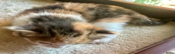Mixed Breed cats for sale: Star has had a lovely litter of 5! - Advert 5