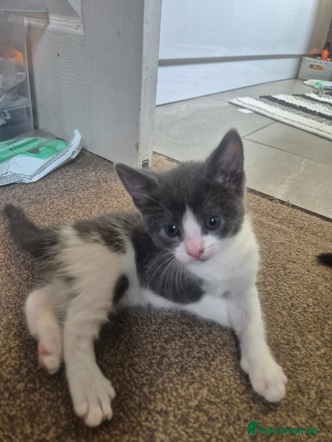 Ragdoll cats for sale: Half ragdoll kittens  - Image 6