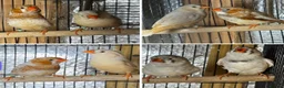 Mixed Breed birds for sale: Zebra Finches  - Advert 1