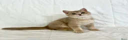 British Shorthair cats for sale: 🐾Purebred BSH Kittens🐾  in London - Advert 8
