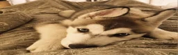 Siberian Husky dogs for sale: Stunning Siberian Husky Puppies – Blue Eyes - Advert 4