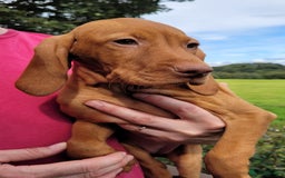 Hungarian Vizsla dogs for sale: Exceptional Vizsla Puppies - 5* Licenced Breeder  - Image 27