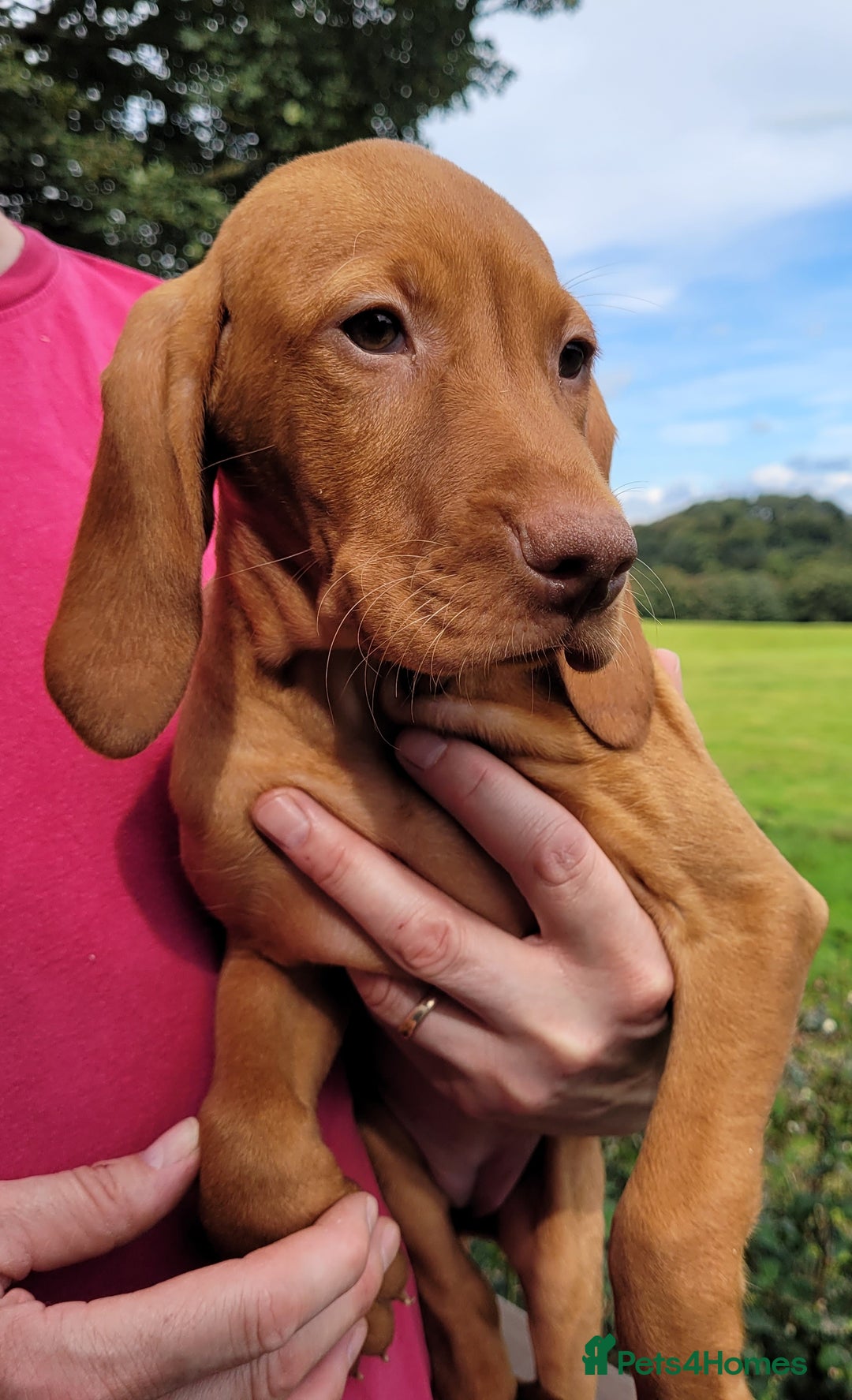 Hungarian Vizsla dogs for sale: Exceptional Vizsla Puppies - 5* Licenced Breeder  - Image 27