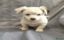 Jack Russell dogs for sale: Boy jack russell pups for sale - Image 3