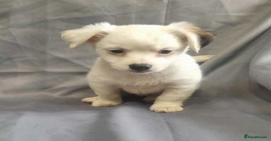 Jack Russell dogs - Advert 15