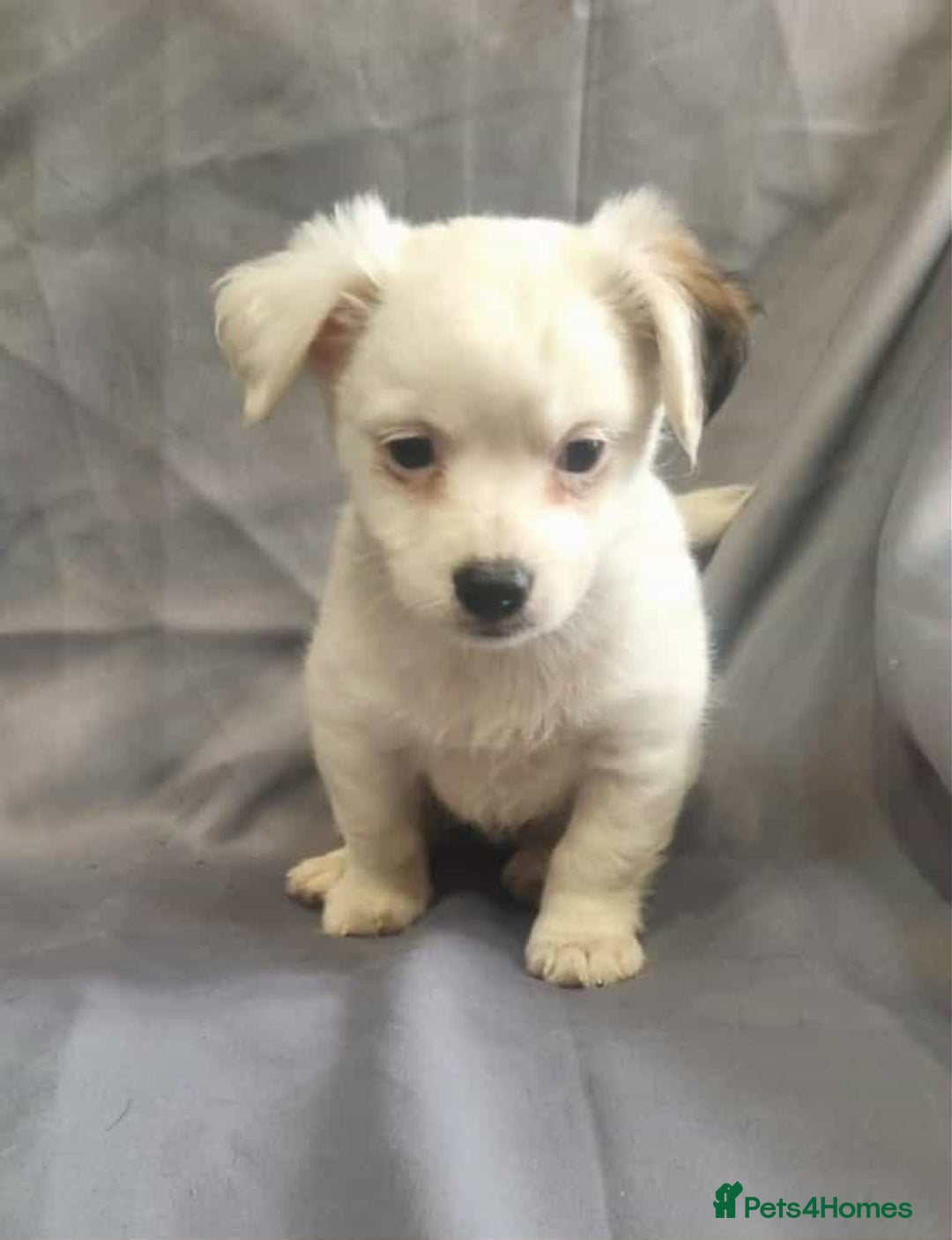 Jack Russell dogs for sale: Boy jack russell pups for sale - Image 3