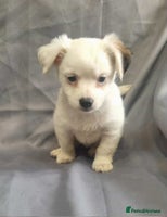 Jack Russell dogs - Advert 10