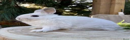 Netherland Dwarf rabbits for sale: Adorable friendly pure bred nethies  - Advert 7
