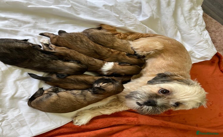 Lhasa Apso dogs - Advert 2