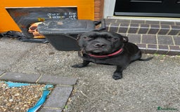 Staffordshire Bull Terrier dogs for stud: Onyx  - Image 5