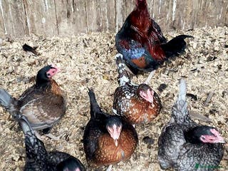 Chickens poultry Guinea Fowl, OEG Game, Naked Neck. Red Turkey, Orp - Advert 9