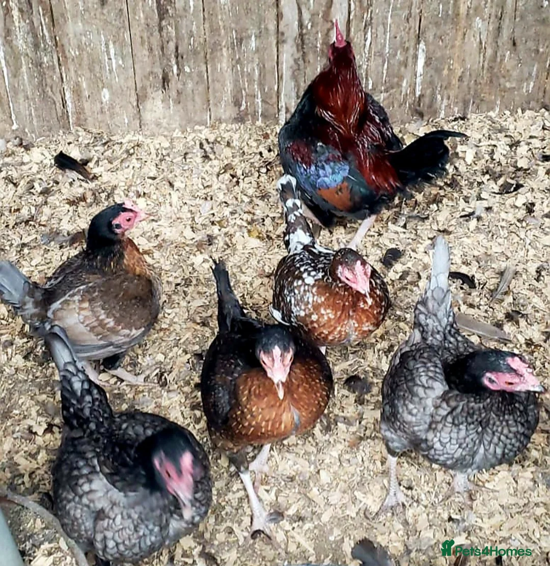 Chickens poultry for sale: Guinea Fowl, OEG Game, Naked Neck. Red Turkey, Orp - Advert 1