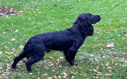 Cocker Spaniel dogs for stud: Beautiful Black WCS - Image 2