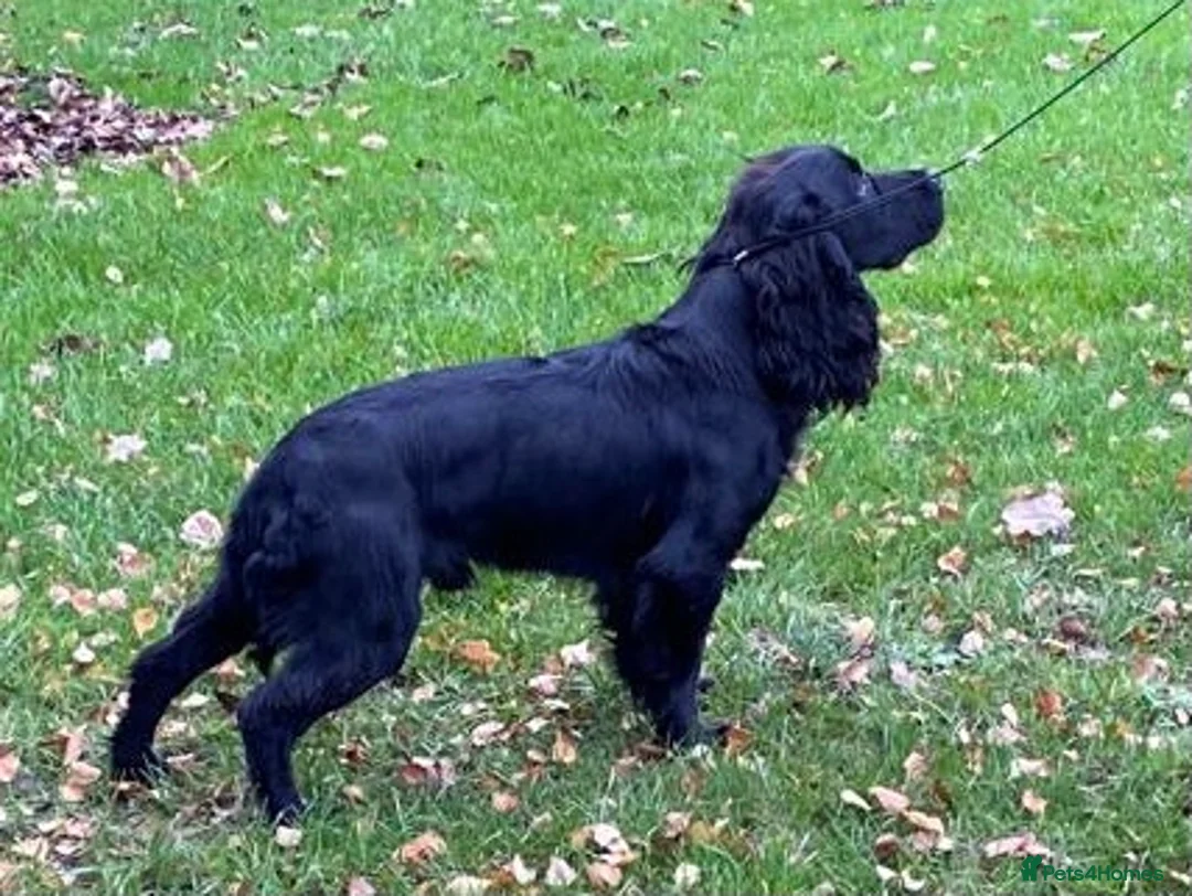 Cocker Spaniel dogs for stud: Beautiful Black WCS - Advert 2