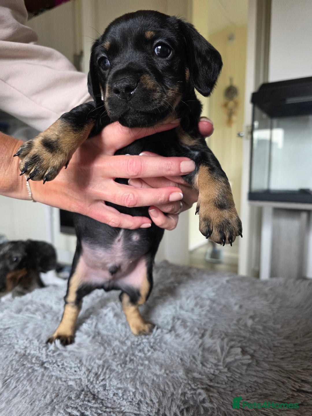 Mixed Breed dogs for sale: Dachshund x terrier puppys - Image 5