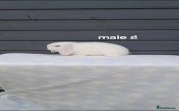 Mini Lop rabbits for sale: Male and female mini lops  - Image 5
