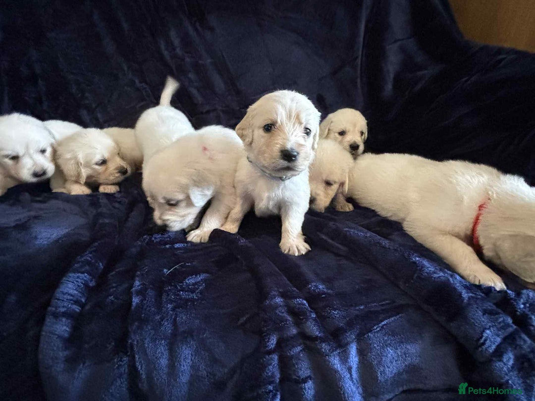 Golden Retriever dogs for sale: Stunning KC Golden Retriever puppies - Image 1