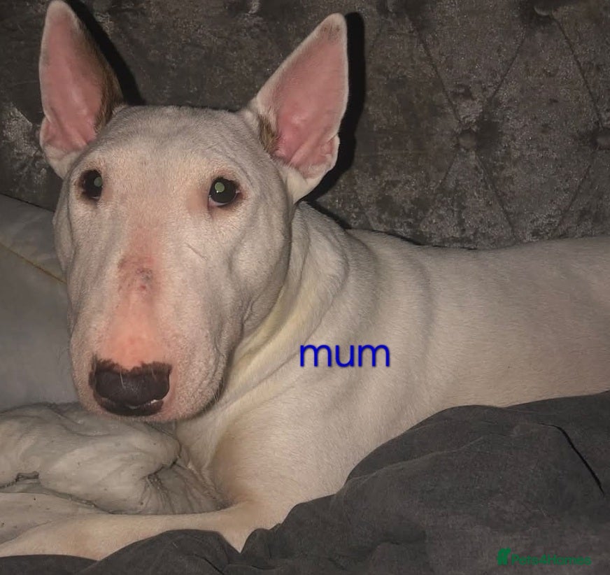 Bull Terrier dogs 4 English bull terriers - Advert 1