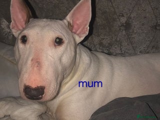 Bull Terrier dogs 4 English bull terriers - Advert 1