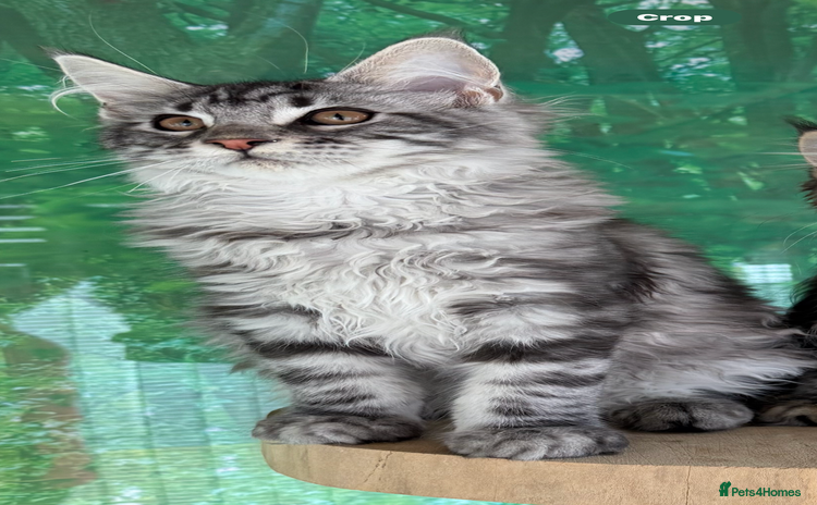 Maine Coon cats in Brighouse - Advert 8