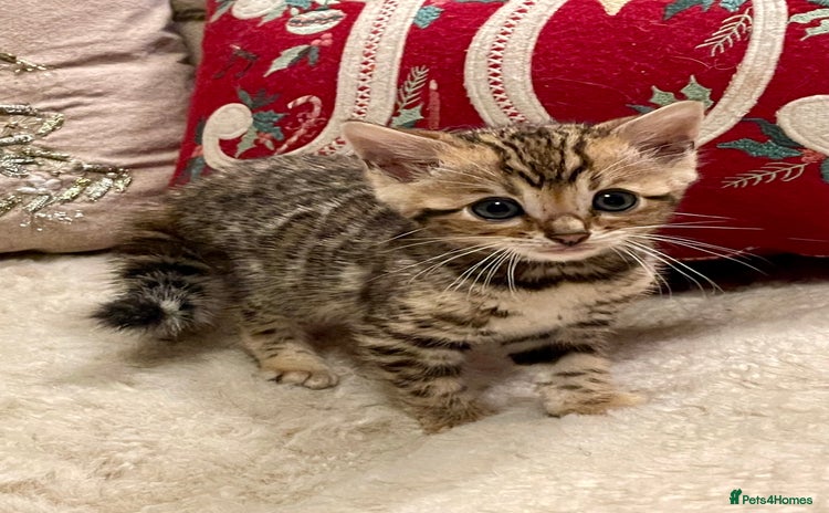 Bengal cats Registered Vaccinated Quality Bengal Kittens  - Advert 1