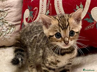 Bengal cats Registered Vaccinated Quality Bengal Kittens - Advert 1