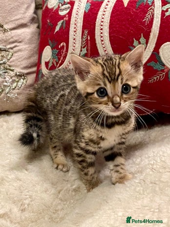 Bengal cats Registered Vaccinated Quality Bengal Kittens - Advert 3
