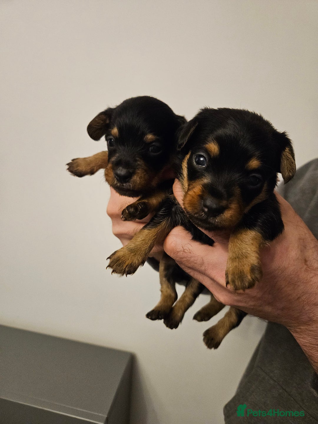 Mixed Breed dogs for sale: Yorkie x daxy puppies  - Image 2