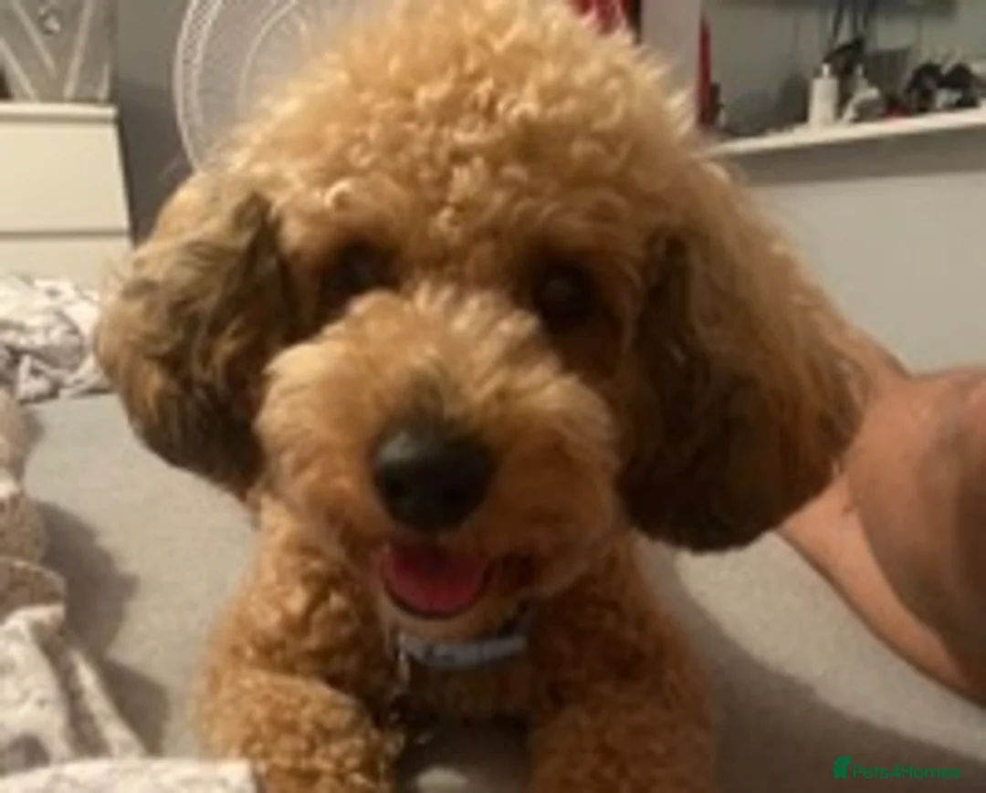 Miniature Poodle dogs for stud: 🏆PROVEN🏆 sable miniature poodle health tested in Havant - Advert 5