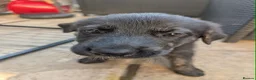 Sheprador dogs for sale: 7 Cute Shepradors ready to leave  - Advert 16
